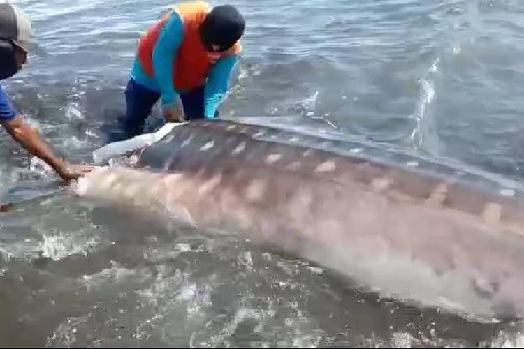 Warga Jember saat memotong daging ikan hiu tutul yang terdampar di pinggir pantai selatan