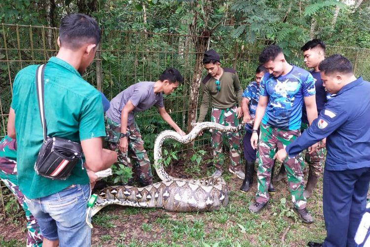 Petugas TNI Lanud Haluoleo Kendari tengah menangkap ular piton yang memangsa rusa di kawasan Lanud Haluoleo Kendari. 