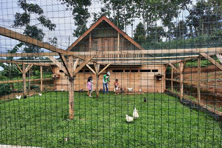 Anak-anak bermain di kandang ayam di OJ Organic Farm