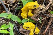 Rahasia Kodok yang Bisa Berubah Jadi Kuning Neon dalam Dua Hari