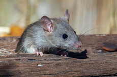 7 Cara Mengusir Tikus di Plafon