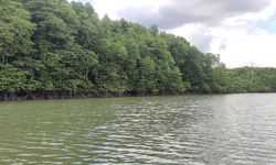 Mangrove Dapat Memitigasi dan Adaptasi Dampak Buruk El Nino