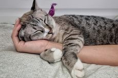 5 Penyebab Kucing Mendengkur Saat Tidur, Perlukah Khawatir?