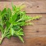 Khasiat Daun Holy Basil untuk Menangkal Penyakit di Masa Pandemi