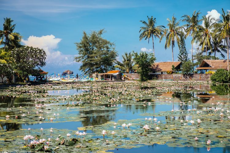 Lotus Lagoon Bali