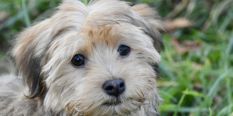 Benarkah Anjing Bisa Melihat Hantu Ini Penjelasannya Halaman All Kompas Com