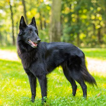 Ilustrasi anjing Belgian sheepdog. 