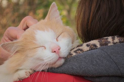 5 Tanda Kucing Merindukan Pemiliknya 