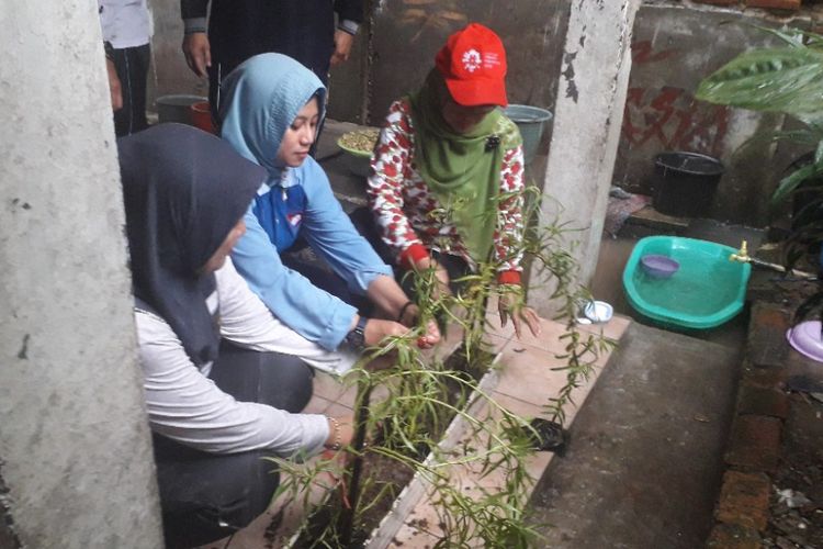 Warga Marunda menanam pohon Lavender untuk cegah penyebaran penyakit DBD, Jumat (25/1/2019).