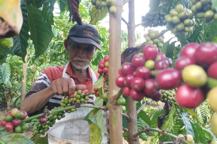 Asa Baru Petani Kopi dan Kayu Manis di Renah Pametik Kerinci, Jambi