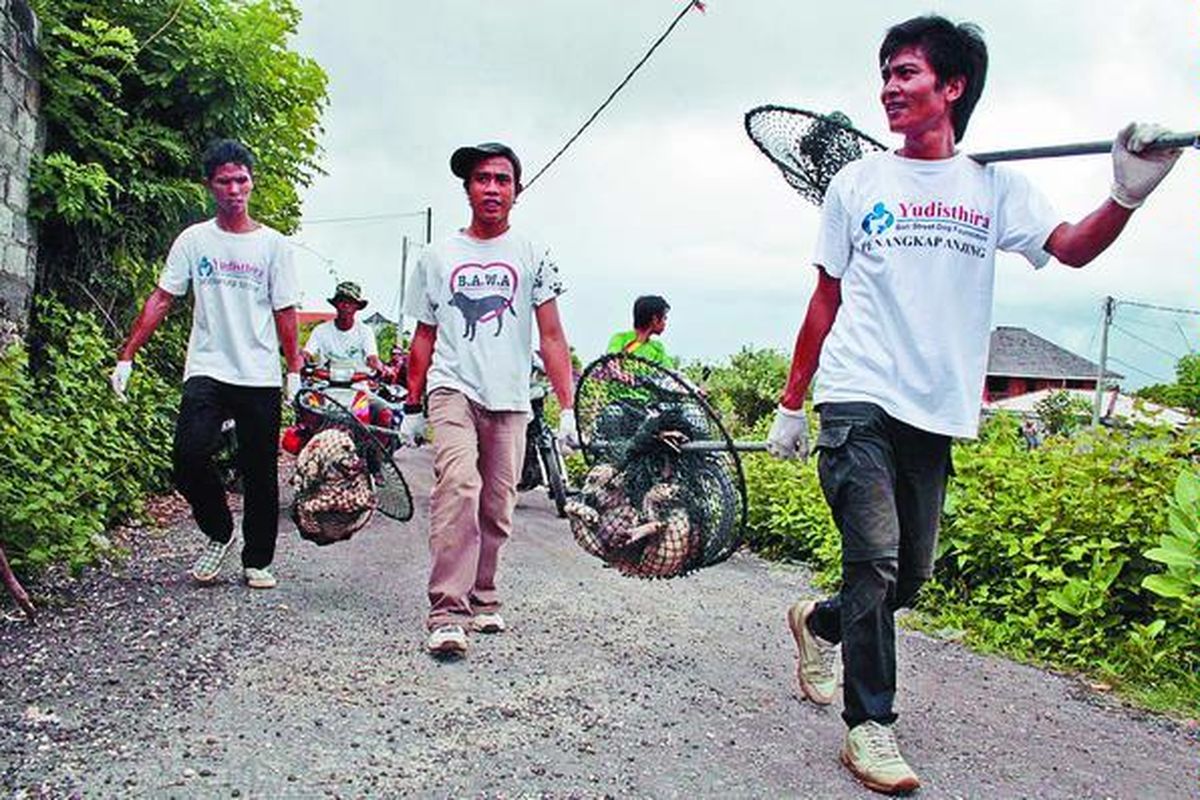 Sejumlah anggota Yayasan Yudisthira Swarga, yang mengurusi anjing liar di Bali, menangkap anjing liar di Desa Ungasan, Badung, Bali, Kamis (27/11). Hal tersebut sebagai respons dugaan merebaknya penyakit rabies di wilayah itu. Anjing-anjing itu selanjutnya diambil cairan otaknya untuk diteliti benar tidaknya mereka terjangkit rabies.  