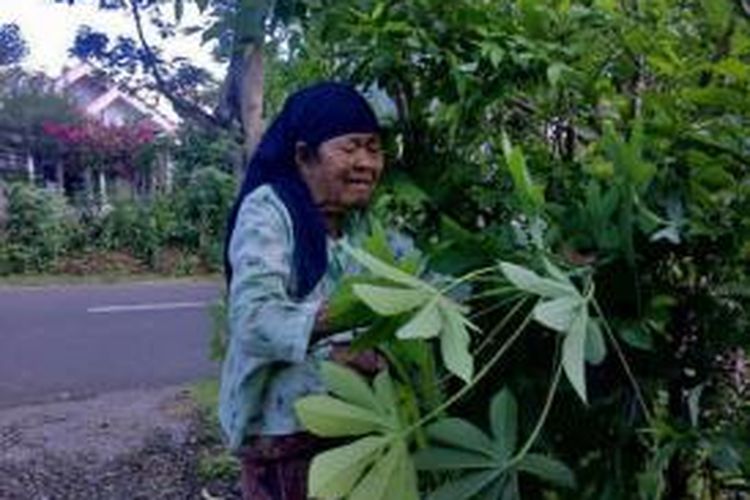 Atmani saat memungut daun singkong di depan rumahnya. Ia hidup sebatang kara setelah ditinggal suaminya tujuh tahun silam.