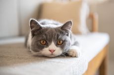 5 Tingkah Laku yang Menandakan Kucing Peliharaan Merasa Bosan