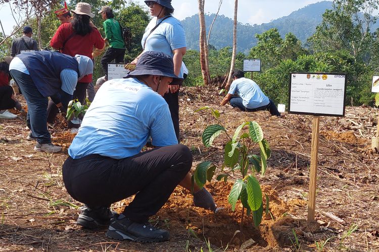 Kegiatan penanaman pohon di Taman Nasional Sebangau-Katingan karena terdapat area yang terbuka di kawasan ini