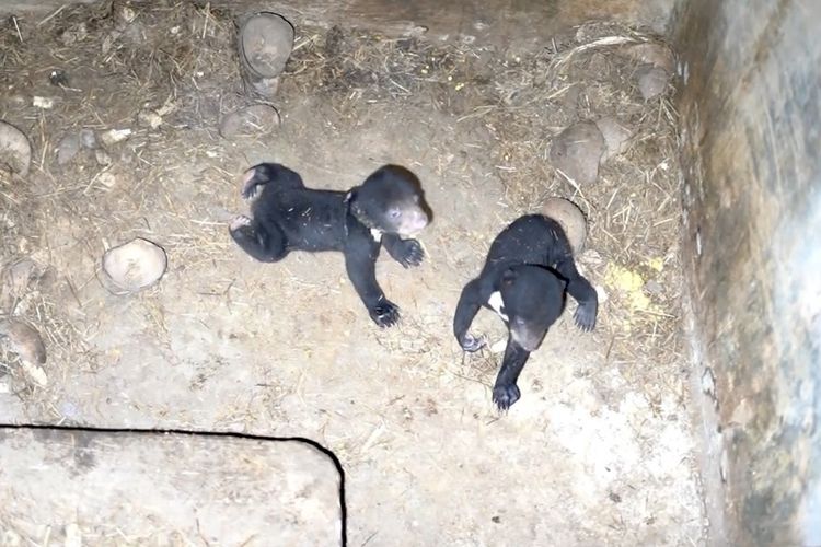 Bayi kembar beruang madu yang lahir di Lembaga Konservasi (LK) Lembah Hijau, Kamis (1/6/2023).