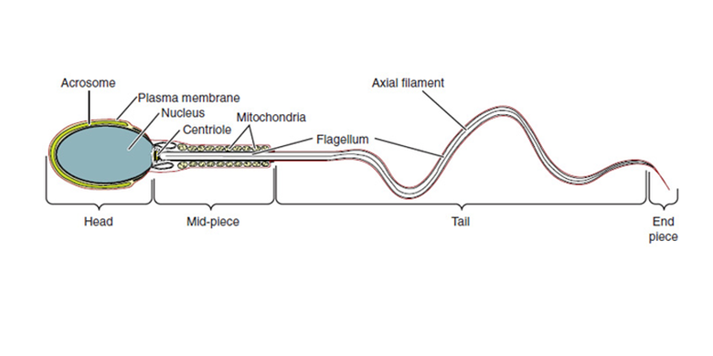 Yosh yigitlarning jinsiy aloqa videolari
