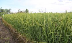 Pemerintah Gerak Cepat Hadapi Serangan Wereng Coklat