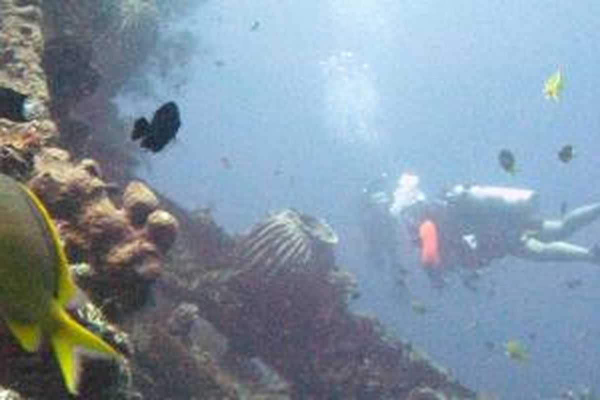 Penyelam menikmati ekosistem bawah laut di bangkai kapal perang USS Liberty yang karam dihantam torpedo Jepang di perairan Tulamben, Karangasem, Bali, Sabtu (5/10/2013).  