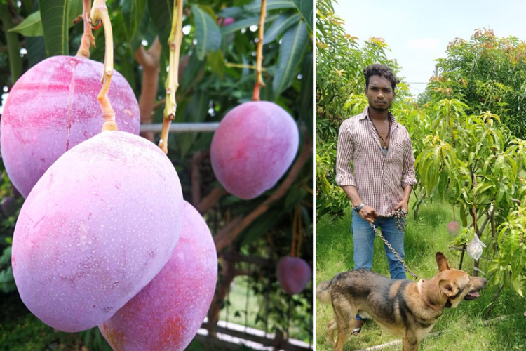 Seorang petani India kini harus menyewa tim keamanan untuk melindungi hasil panen dari pohon mangga termahal di dunia, yang tidak sengaja dia tanam. 
