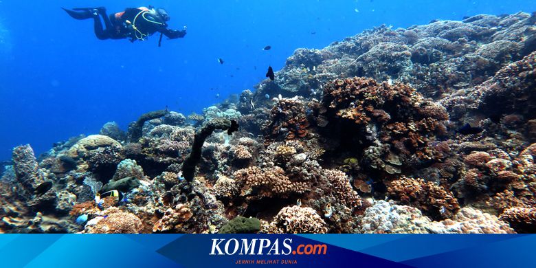 Mau Diving di Kepulauan Seribu? Wajib Bawa Surat Hasil Rapid Test