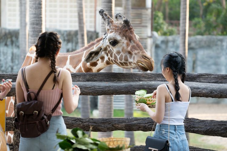 Chiang Mai Night Safari, Thailand DOK. Shutterstock