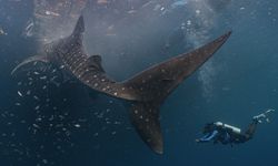 Menanti 100 Tahun Pulihnya Populasi Hiu Paus, Ikan Terbesar Penghuni Nusantara