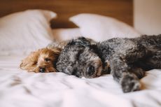 3 Penyebab Anjing Berputar-putar Sebelum Tidur