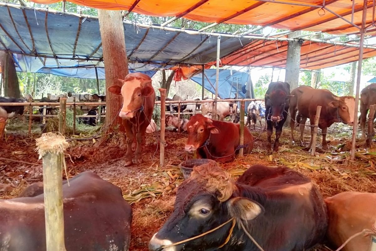 Hewan kurban yang dijual di Kecamatan Ngaliyan Kota Semarang. Selasa (28/6/2022)