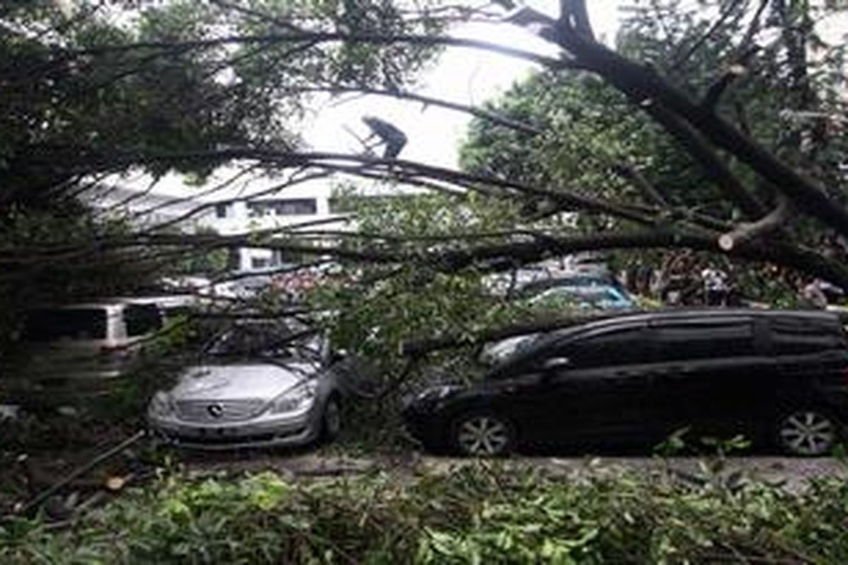 Lima buah mobil tertimpa pohon Tanjung yang roboh di halaman parkir gedung Kejaksaan Agung, Kebayoran Baru, Jakarta, Senin (19/3/2012). Pohon roboh setelah hujan disertai angin kencang yang berlangsung sekitar 30 menit.