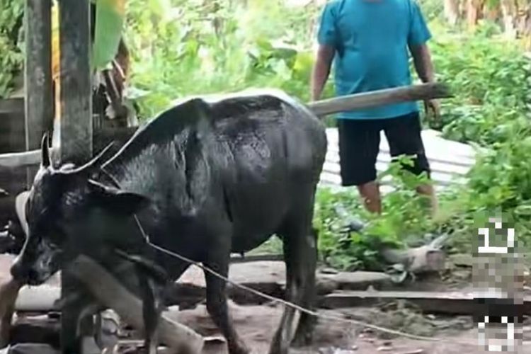 Geger Tengah Malam, Sapi Bali Terjebak di Septic Tank Warga Nunukan