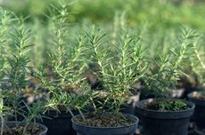 Mudah, Begini Cara Menanam Rosemary dari Biji