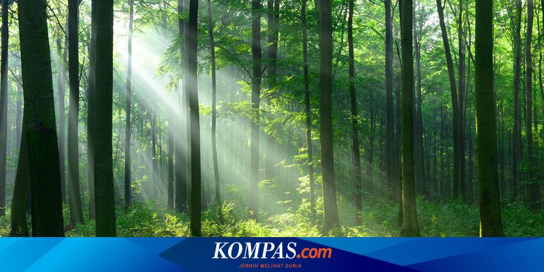 5 Juni Hari Lingkungan Hidup Sedunia Mari Memahami Pentingnya Keanekaragaman Hayati Halaman All Kompas Com