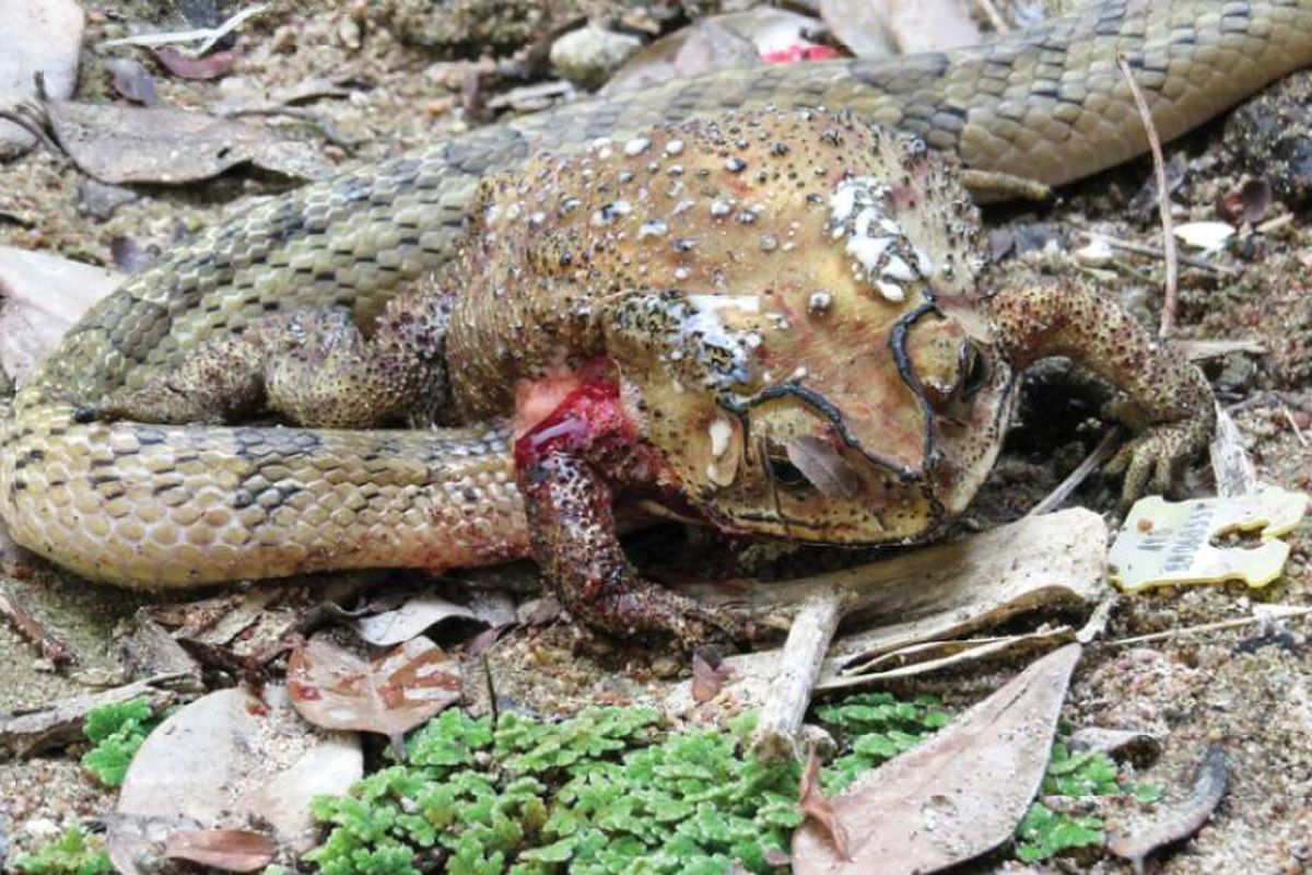 Ular membedah isi perut katak, mengeluarkan organ di dalamnya, dan memakannya. Peristiwa ini terjadi di Thailand.
