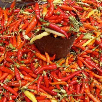 Ilustrasi cabai rawit merah