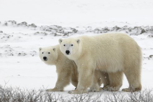 AS Izinkan Pengeboran Minyak di Suaka Margasatwa Alaska, Beruang dan Rusa Kutub Makin Terancam