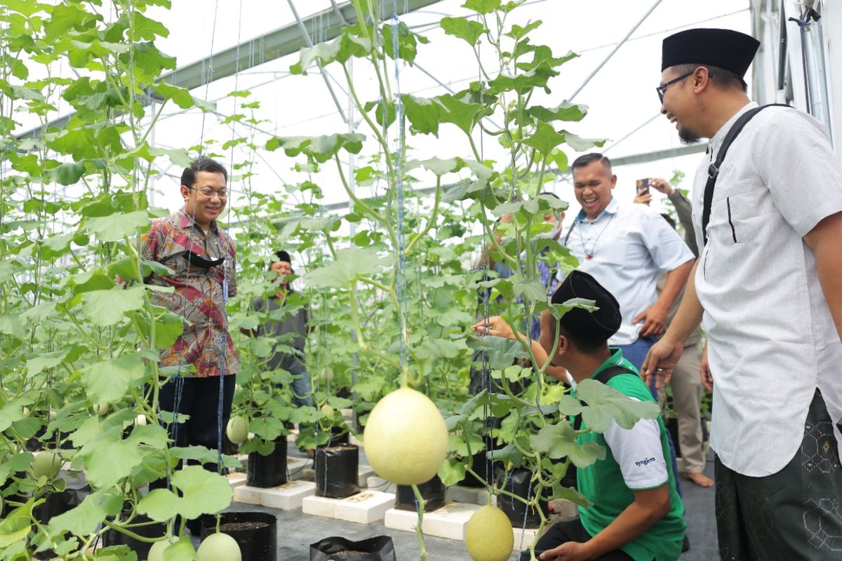 Panen buah melon inthanon di Pondok Pesantren Kyai Ageng Selo, Klaten.