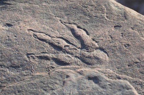 Jejak Kaki Dinosaurus Berumur 220 Juta Ditemukan di Pantai Inggris