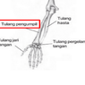 5 Fungsi Tulang Pengumpil