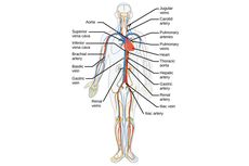 Mengenal Pembuluh Darah Nadi (Arteri) dan Balik (Vena)