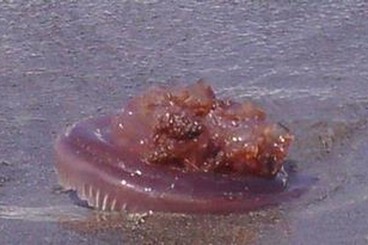 Salah satu kohong-kohong atau ubur-ubur yang sudah mati terdampar di tepi pantai.  