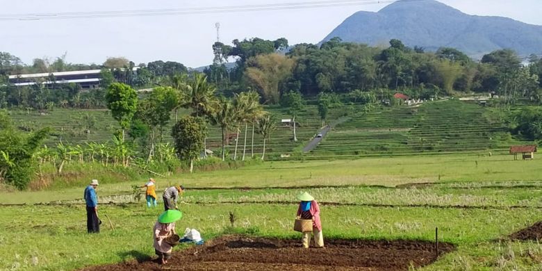 Buruh tani di Sumedang tengah mengolah lahan pertanian milik petani di Desa/Kecamatan Cisarua, Sumedang, Jawa Barat, Selasa (29/1/2019).