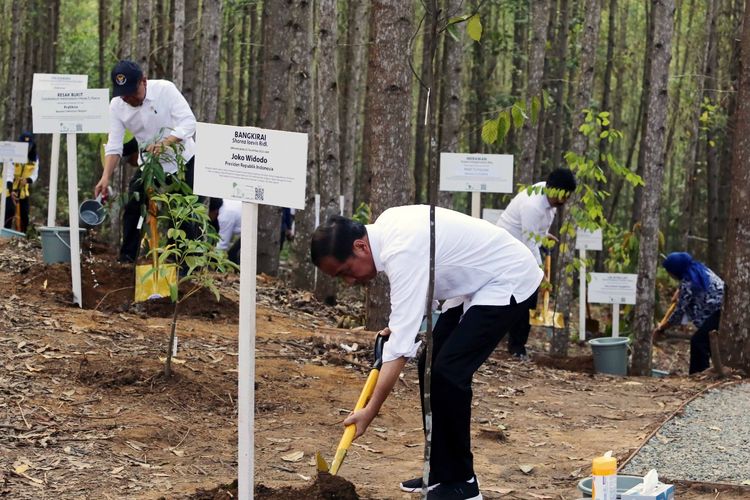 Peresmian Miniatur Hutan Hujan Tropis di IKN Nusantara oleh Presiden Joko Widodo. 