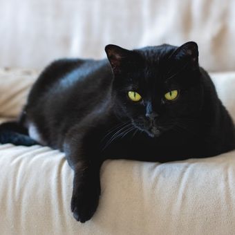 Ilustrasi kucing hitam