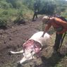 Selama Ramadhan, 3 Kali Sapi Ditemukan Termutilasi di Hutan Situbondo