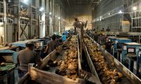 Pabrik Kelapa di Halmahera Utara Berpotensi Serap 20.000 Tenaga Kerja