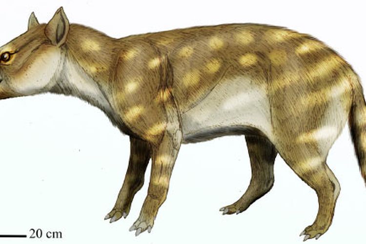 Dissacus praenuntius.  