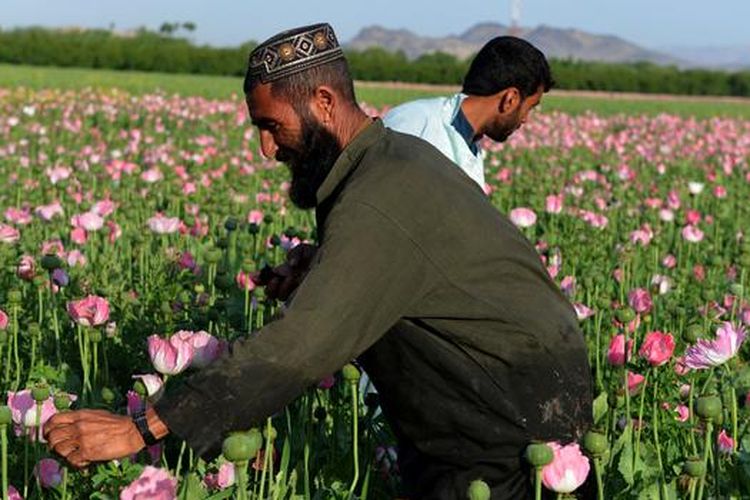 Gurun yang diubah menjadi ladang opium di Afghanistan, sumur harus digali hingga kedalaman 130 meter karena kelangkaan air.