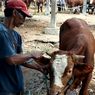 Jelang Idul Adha, Arus Hewan Kurban Keluar dari Kabupaten Blitar Meningkat 8 Kali Lipat