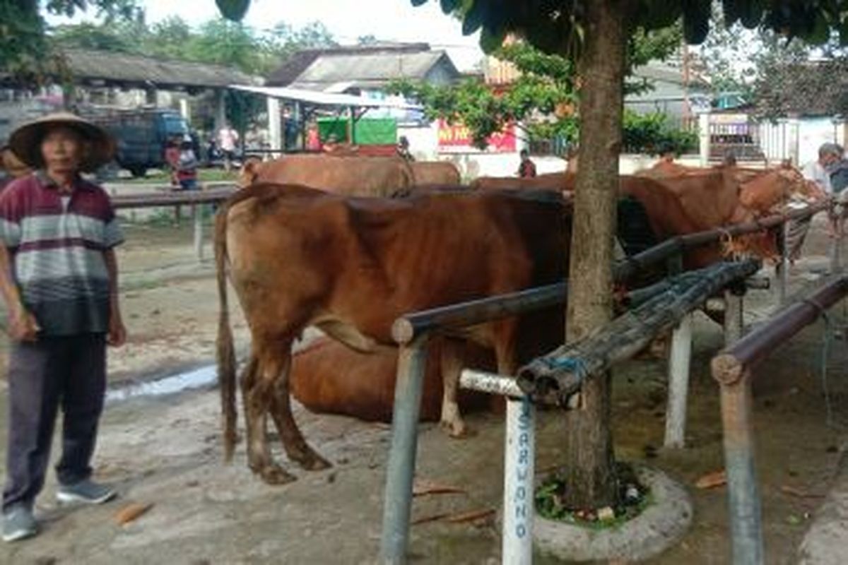 Dua Sapi Terjangkit PMK Ditemukan di Pasar Hewan Sukoharjo