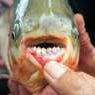Ikan Ini Kerabat Piranha, tetapi Giginya Mirip Milik Manusia